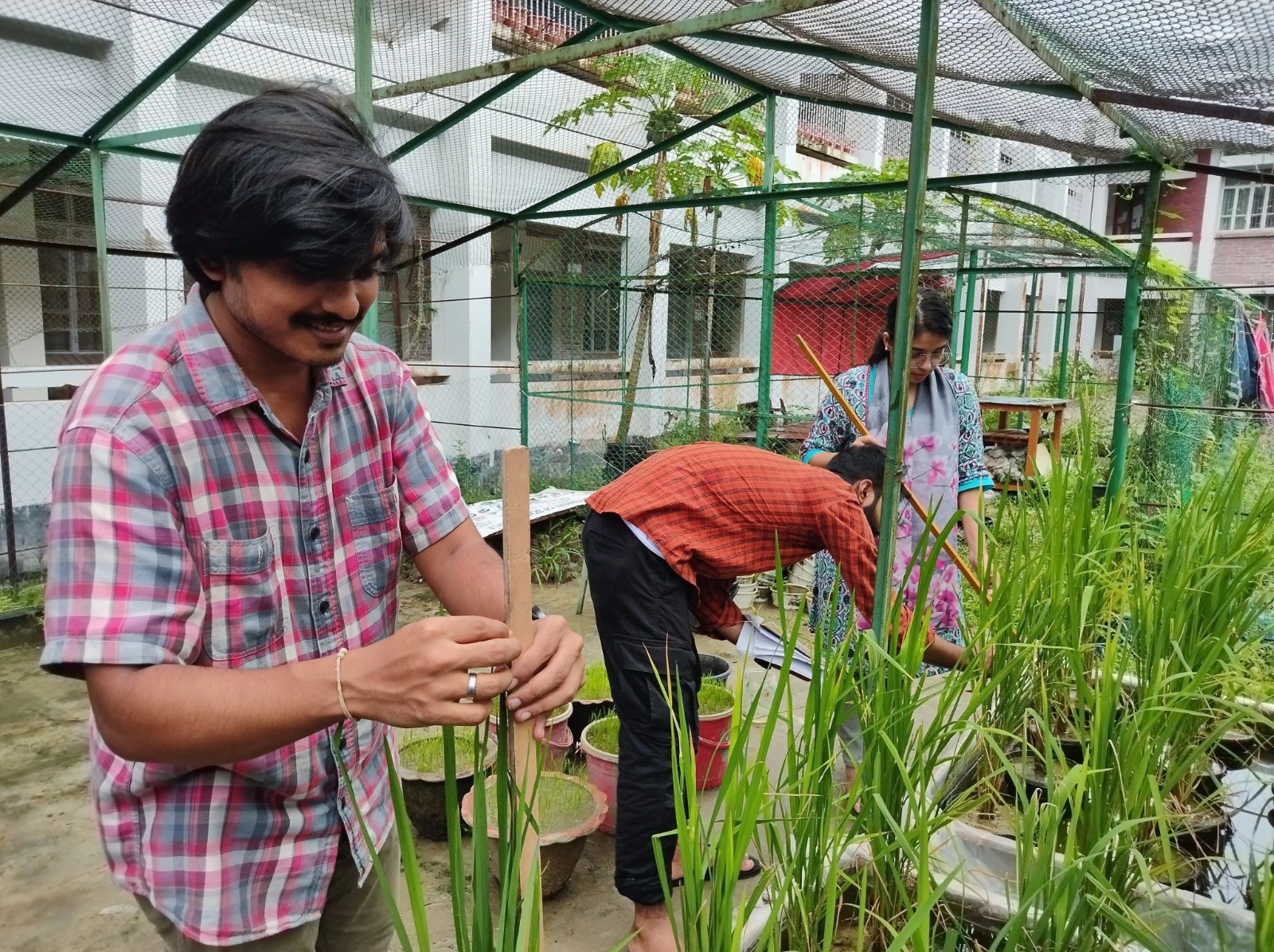 Rice trait monitoring